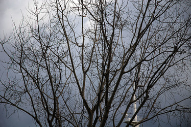 RAMI E ALBERI in inverno. Fotografie di Giulio Azzarello &copy;2014.