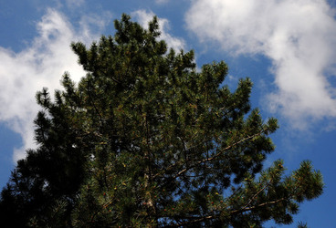 IL PARCO DELLE MADONIE da Polizzi Generosa in Sicilia. Fotografie di Giulio Azzarello &copy;2014.