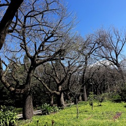 ORTO BOTANICO DI PALERMO. Fotografie di Giulio Azzarello ©2022. ORTO BOTANICO DI PALERMO. Fotografie di Giulio Azzarello ©2022.