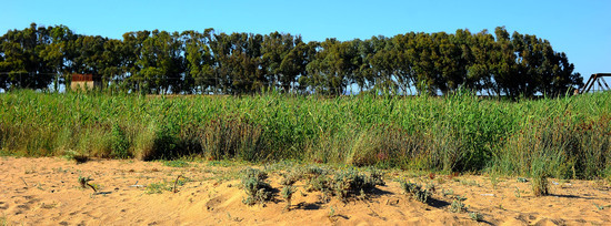 CANNETI in SICILIA. Fotografie di Giulio Azzarello &copy;2016.
