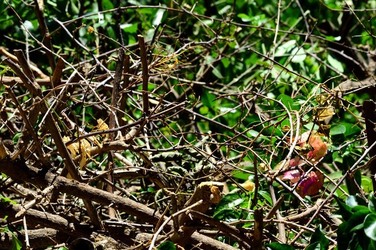 HABITAT NATURA in campagna. Fotografie di Giulio Azzarello ©2015 2016. HABITAT NATURA in campagna. Fotografie di Giulio Azzarello ©2015 2016.