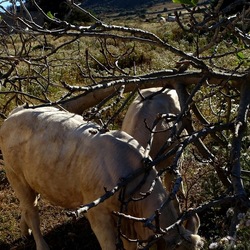 BESTIE. Fotografie di Giulio Azzarello ©2022. BESTIE. Fotografie di Giulio Azzarello ©2022.