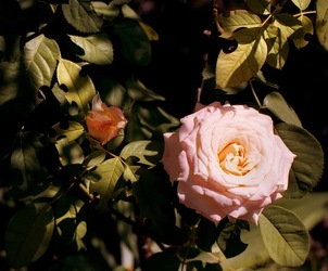 DIGITALIZZAZIONI fotografie di Giulio Azzarello &copy;2020.