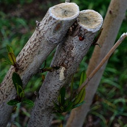 TRONCHI. Fotografie di Giulio Azzarello ©2022.