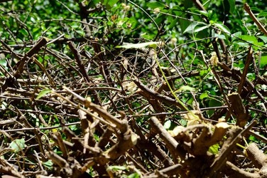 HABITAT NATURA in campagna. Fotografie di Giulio Azzarello ©2015 2016. HABITAT NATURA in campagna. Fotografie di Giulio Azzarello ©2015 2016.