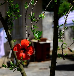 GIARDINO fotografie di Giulio Azzarello ©2019. GIARDINO fotografie di Giulio Azzarello ©2019.