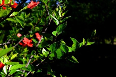 GIARDINO SICILIANO fotografie di Giulio Azzarello &copy;2020.