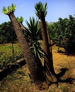 GIARDINO fotografie di Giulio Azzarello ©2019. GIARDINO fotografie di Giulio Azzarello ©2019.