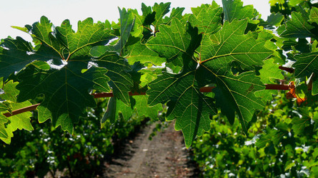 VIGNETO tipico siciliano a Salemi panoramiche e particolari. Fotografie di Giulio Azzarello &copy;2014.