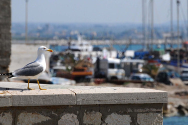 TRAPANI il centro storico il porto il mare la colombaia. Fotografie di Giulio Azzarello ©2014. TRAPANI il centro storico il porto il mare la colombaia. Fotografie di Giulio Azzarello ©2014.