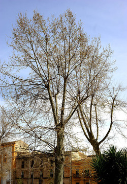 VILLA BONANNO a Palermo. Fotografie di Giulio Azzarello &copy;2016.