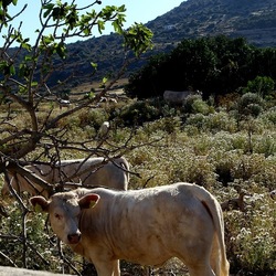 BESTIE. Fotografie di Giulio Azzarello ©2022. BESTIE. Fotografie di Giulio Azzarello ©2022.