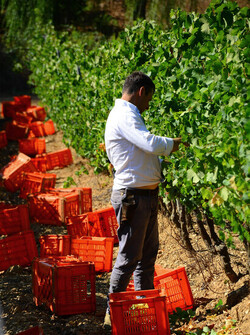 VENDEMMIA a S.Cristina Gela i coltivatori. Fotografie di Giulio Azzarello ©2016. VENDEMMIA a S.Cristina Gela i coltivatori. Fotografie di Giulio Azzarello ©2016.