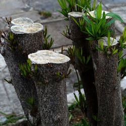 TRONCHI. Fotografie di Giulio Azzarello ©2022.