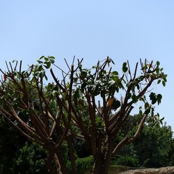 RAMI. Fotografie di Giulio Azzarello &copy;2022.