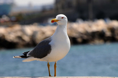 TRAPANI il centro storico il porto il mare la colombaia. Fotografie di Giulio Azzarello ©2014. TRAPANI il centro storico il porto il mare la colombaia. Fotografie di Giulio Azzarello ©2014.