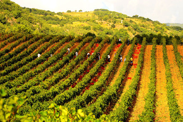 VENDEMMIA di AUTUNNO a S.Cristina Gela in Sicilia. Fotografie di Giulio Azzarello &copy;2016.