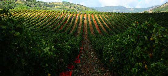 VENDEMMIA di AUTUNNO a S.Cristina Gela in Sicilia. Fotografie di Giulio Azzarello &copy;2016.