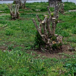 TRONCHI. Fotografie di Giulio Azzarello ©2022.