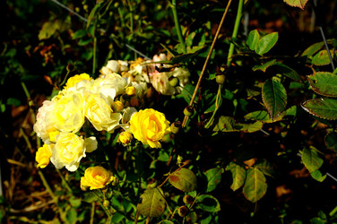 CAMPAGNA SICILIANA. Fotografie di Giulio Azzarello &copy;2016.