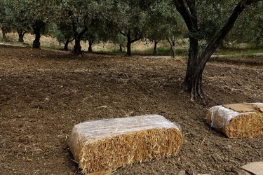 ULIVETO SICILIANO. Fotografie di Giulio Azzarello ©2022.
