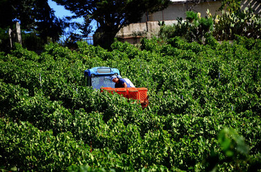 VENDEMMIA a S.Cristina Gela i coltivatori. Fotografie di Giulio Azzarello ©2016. VENDEMMIA a S.Cristina Gela i coltivatori. Fotografie di Giulio Azzarello ©2016.