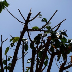 RAMI. Fotografie di Giulio Azzarello &copy;2022.