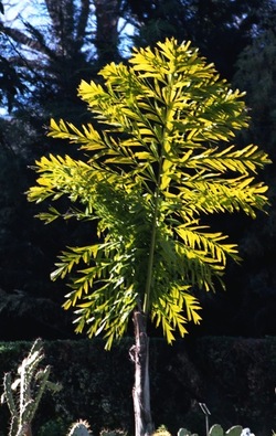 ORTO BOTANICO di Palermo. Fotografie di Giulio Azzarello ©2021.