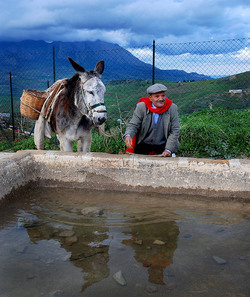 TIPICO FRANTOIO fotografie di Giulio Azzarello ©2014. TIPICO FRANTOIO fotografie di Giulio Azzarello ©2014.