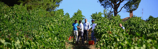 VENDEMMIA a S.Cristina Gela i coltivatori. Fotografie di Giulio Azzarello ©2016. VENDEMMIA a S.Cristina Gela i coltivatori. Fotografie di Giulio Azzarello ©2016.