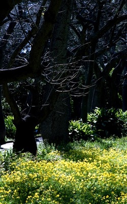 ORTO BOTANICO di Palermo. Fotografie di Giulio Azzarello ©2021.