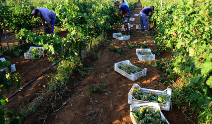VENDEMMIA a Mazzara del Vallo in Sicilia con i contadini. Fotografie di Giulio Azzarello ©2016. VENDEMMIA a Mazzara del Vallo in Sicilia con i contadini. Fotografie di Giulio Azzarello ©2016.