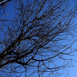 ALBERI. Fotografie di Giulio Azzarello &copy;2024.