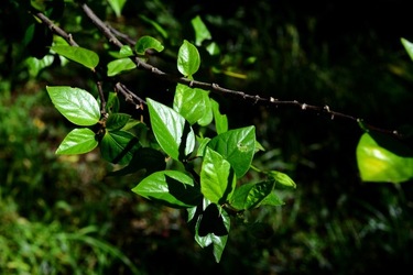 GIARDINO SICILIANO fotografie di Giulio Azzarello &copy;2020.
