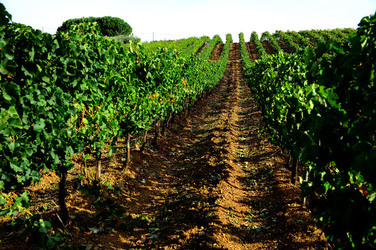 CAMPAGNA SICILIANA. Fotografie di Giulio Azzarello &copy;2016.