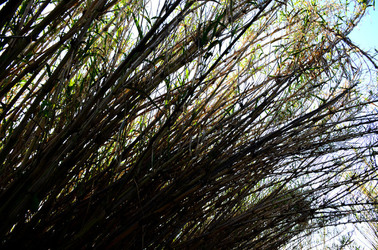 GOLE DELL ALCANTARA in Sicilia. Fotografie di Giulio Azzarello &copy;2016.