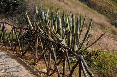 LUIGI PIRANDELLO il parco e la casa museo. Fotografie di Giulio Azzarello ©2014.