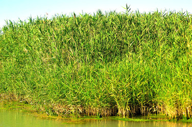 CANNETI in SICILIA. Fotografie di Giulio Azzarello &copy;2016.