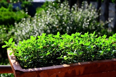 POTATURA fotografie di Giulio Azzarello ©2021. POTATURA fotografie di Giulio Azzarello ©2021.