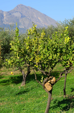 ULIVETO in autunno. Fotografie di Giulio Azzarello ©2014. ULIVETO in autunno. Fotografie di Giulio Azzarello ©2014.