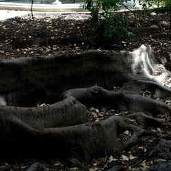 ORTO BOTANICO. Fotografie di Giulio Azzarello &copy;2024.