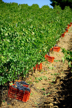 VENDEMMIA a S.Cristina Gela in Sicilia. Fotografie di Giulio Azzarello &copy;2016.