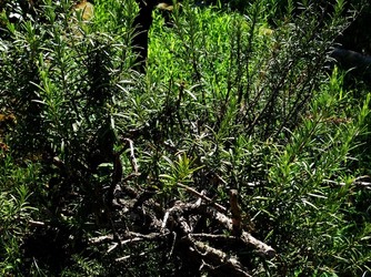 HABITAT NATURA in campagna. Fotografie di Giulio Azzarello ©2015 2016. HABITAT NATURA in campagna. Fotografie di Giulio Azzarello ©2015 2016.
