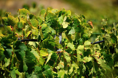 GORGHI TONDI oasi di vigneti e piante Mazzara del Vallo in Sicilia. Foto di Giulio Azzarello ©2016. GORGHI TONDI oasi di vigneti e piante Mazzara del Vallo in Sicilia. Foto di Giulio Azzarello ©2016.