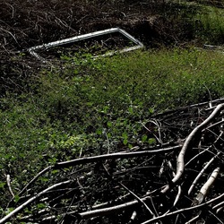 RAMI E ROVI. Fotografie di Giulio Azzarello ©2023. RAMI E ROVI. Fotografie di Giulio Azzarello ©2023.