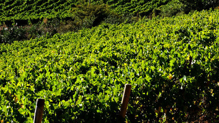 VENDEMMIA di AUTUNNO a S.Cristina Gela in Sicilia. Fotografie di Giulio Azzarello &copy;2016.