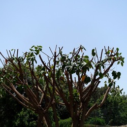 RAMI. Fotografie di Giulio Azzarello &copy;2022.