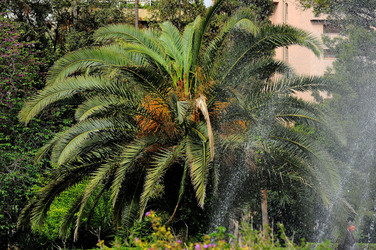 IL GIARDINO INGLESE di Palermo. Fotografie di Giulio Azzarello &copy;2014.