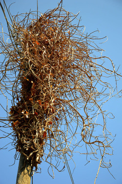 GRANDE NIDO spontaneo in campagna. Fotografie di Giulio Azzarello &copy;2014.