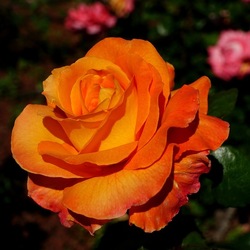 ROSETO. Fotografie di Giulio Azzarello &copy;2022.